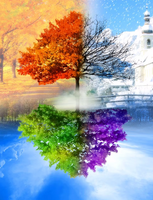 Без бренда «Четыре сезона одного дерева» в Новороссийске