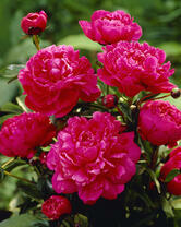 Без бренда «2KMB-4036» в Новороссийске