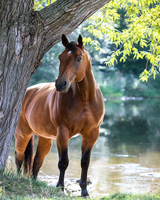 Без бренда «Лошадь у дерева» в Новороссийске