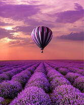 Без бренда «Фиолетовый воздушный шар над фиолетовым лавандовым полем (20шт)» в Новороссийске