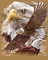 Без бренда «Коробка 20 шт: Орёл крупным планом» в Новороссийске