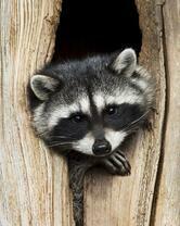 Без бренда «Енот в дупле» в Новороссийске