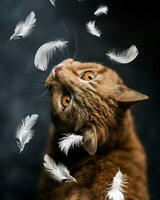 Без бренда «Кот среди перышек» в Новороссийске