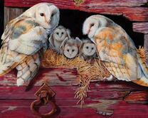 Совиное семейство