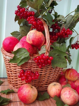 Без бренда «Коробка 25 шт. картин по номерам BOX25-GX5174» в Новороссийске