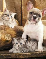 Без бренда «Милый щенок французского бульдога и два котёнка» в Новороссийске