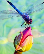 Стрекоза на бутоне лотоса