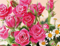 Без бренда «Букет розовых роз и ромашки» в Новороссийске
