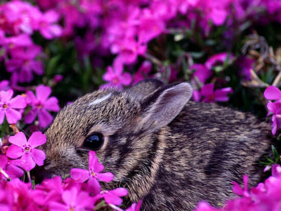 Картина по номерам 40x50 Серый кролик среди цветов
