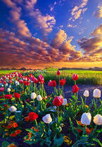 Без бренда «Поле тюльпанов под облачным небом» в Новороссийске